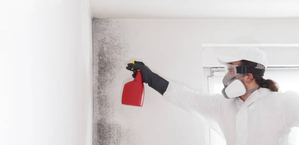 Best Black Mold Remediation in East Marion, NY