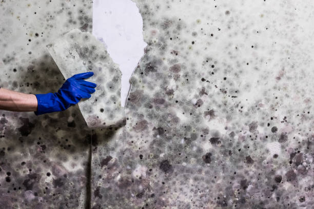 Best Insurance-Related Mold Remediation in East Marion, NY